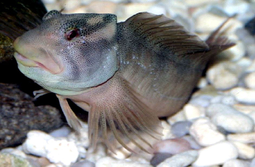 Salaria fluviatilis_07.jpg